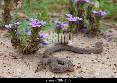 Serpent de terre de l'Ouest (Sonora semiannulata) Santa Margarita Ranch, près de Cotulla, Laredo Borderlands, Texas, États-Unis. Avril Banque D'Images