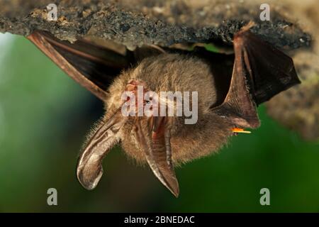 Townsend's big-eared Bat (Corynorhinus townsendii) se percher, Milpa Alta Forêt, au Mexique, en septembre Banque D'Images