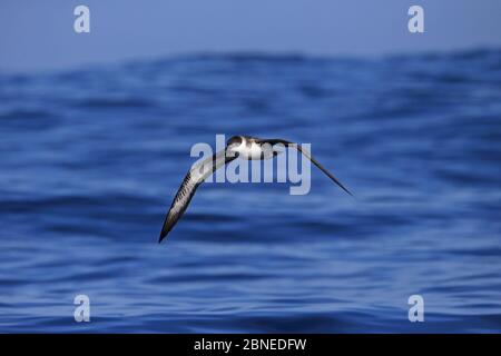 Grand Shearwater (Puffinus gravis) en vol au-dessus de la mer, Algarve, Portugal, octobre Banque D'Images