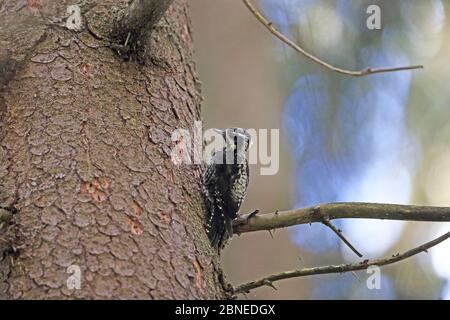 Pic eurasien à trois doigts (Picoides tridactylus alpinus) Transylvanie Roumanie, juillet Banque D'Images