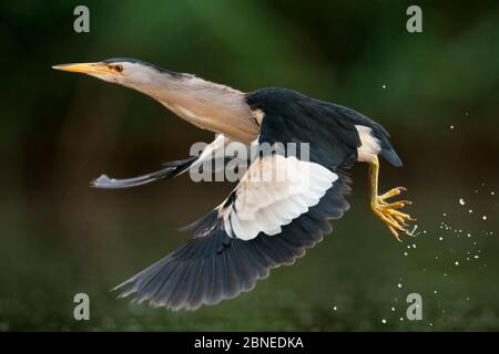 Petit sterne (Ixobrychus minutus) volant, eau éclabousse derrière, lac CSAJ, parc national de Kiskunsagi, Pusztaszer, Hongrie. Juin. Banque D'Images
