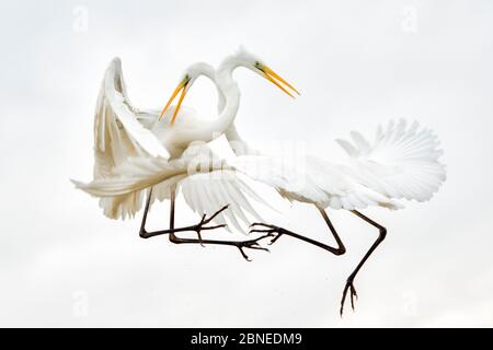 Les grands aigrettes (Ardea alba) se battent en plein air, le lac CSAJ, le parc national de Kiskunsagi, Pusztaszer, Hongrie. Janvier. Banque D'Images