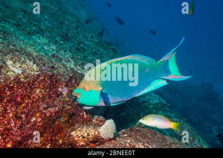 Le parrotfish de Singapour (Scarus prasiognathus), paître sur un rocher de granit, avec un petit Remora (Echeneis nucarates) attaché. Andaman S. Banque D'Images