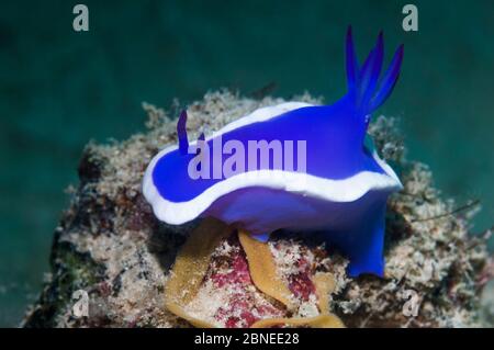 Nudibrante (Hypseodoris bullockii) avec un ruban d'oeufs. Mabul, Malaisie. Banque D'Images