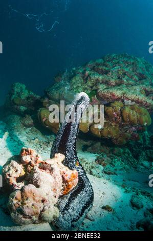 Holothurie noire (Holothuria atra) qui élève et libère le sperme. Mer d'Andaman, Thaïlande. Banque D'Images