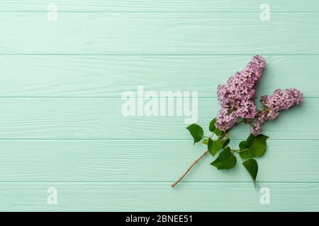 Branche de la brousse lilas avec inflorescences en fleur. Branche de lilas violet profond sur fond turquoise Banque D'Images