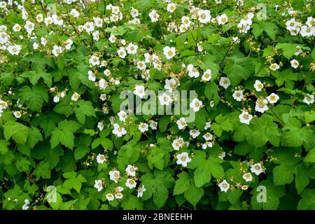 Thimbleberry Bush in Flower, Mahon Park, North Vancouver (Colombie-Britannique), Canada Banque D'Images