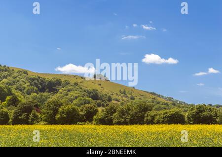 South Downs Hills à Sussex, sud de l'Angleterre, Royaume-Uni, fin de l'été Banque D'Images