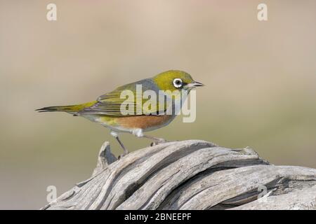 Silvereye ou œil de cire (Zosterops lateralis) perchée sur du bois de grève. Birdlings Flat, Canterbury, Nouvelle-Zélande. Août. Banque D'Images