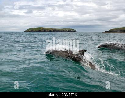 Grands dauphins (Tursiops truncatus) nageant le long de la côte de la péninsule de Llyn, vers les îles de St Tudwals, près d'Abersoch, Gwynedd, mai 2015 Banque D'Images