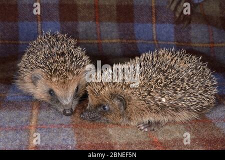 Deux jeunes orphelins Hérisson (Erinaceus europaeus) frères et sœurs sur un tapis à un centre de sauvetage des animaux sauvages, Cornwall, UK, octobre. Banque D'Images