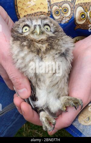 Petite poussette de chouette (Athene noctua) tenue après avoir été encerclée au cours d'une enquête sur les nids, Wiltshire, Royaume-Uni, juin. Banque D'Images