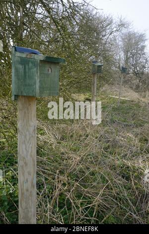 Rangée de boîtes de nid sur des poteaux érigés dans une ferme hedgerow pour les arbres (Passer montanus) par des étudiants de l'Université agricole royale dans le cadre de la Banque D'Images