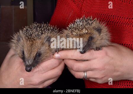 Deux jeunes frères et sœurs orphelins de Hedgehog (erinaceus europaeus) ont été détenus dans un centre de sauvetage d'animaux sauvages, à Cornwall, au Royaume-Uni, en octobre. Banque D'Images