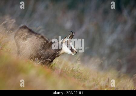 Chamois (Rupicapra rupicapra) Parc naturel régional des ballons des Vosges, montagnes des Vosges, France, octobre. Banque D'Images