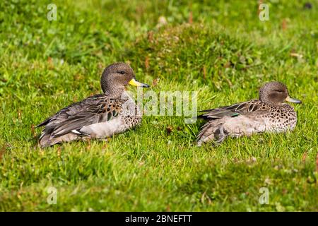 Paire de sarcelles mouchetées (Anas flavirostris) reposant sur les prairies, île des bœufs, îles Falkland novembre Banque D'Images