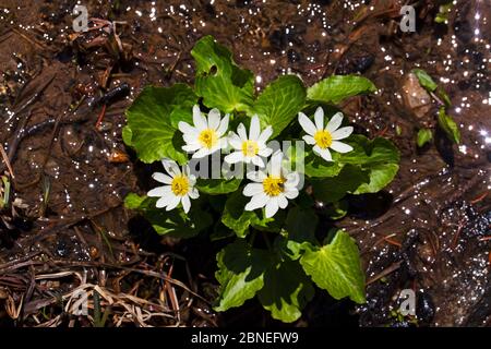 Marais blanc (Maltha leptosepala) croissant dans une zone humide sur la rive, parc national des montagnes Rocheuses, Colorado, États-Unis juin Banque D'Images