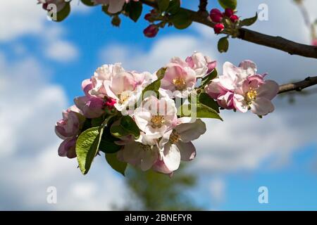 Fleur de pomme (Malus domestica) dans un lotissement, Ringwood, Hampshire, UK April Banque D'Images