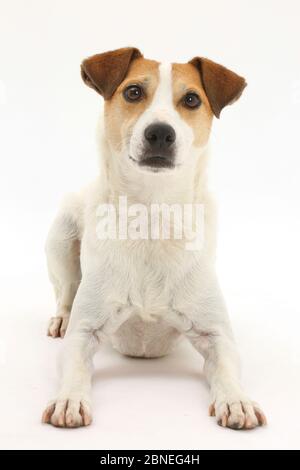 Jack Russell Terrier, Milo, l'âge de 5 ans, allongé avec la tête relevée. Banque D'Images