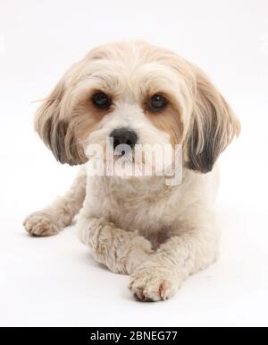 Cavachon, Cavalier King Charles Spaniel cross Bichon Frise Banque D'Images