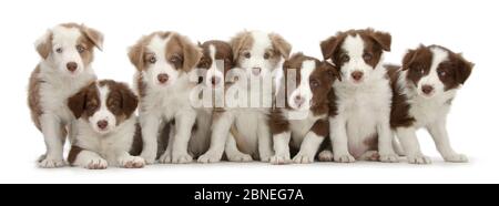 Groupe de chocolate et lilas border collie chiots. Banque D'Images
