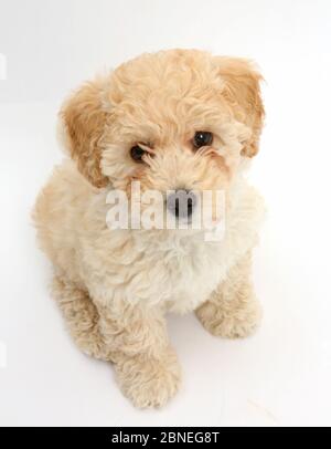 Chiot Bichon Frise Poochon, croix caniche, l'âge de 6 semaines. Banque D'Images