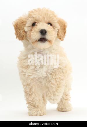 Chiot Bichon Frise Poochon, croix caniche, l'âge de 6 semaines. Banque D'Images