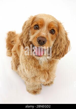 Chien Cocker Golden, Henry, l'âge de 3 ans, à la recherche. Banque D'Images