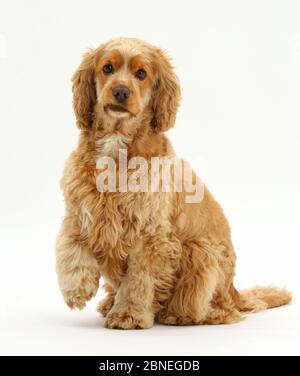 Chien Cocker Golden, Henry, l'âge de 3 ans, assis avec une patte relevée. Banque D'Images