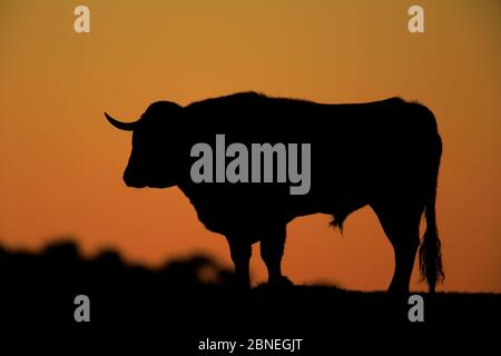 Espagnol combattant taureau silhouetté au coucher du soleil, Parc naturel de la Sierra de Andujar, Espagne, novembre. Banque D'Images