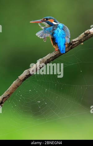 Kingfisher (Alcedo athis) femelle perchée et préendissant des plumes, Parc naturel de la Sierra de Grazalema, sud de l'Espagne, avril. Banque D'Images