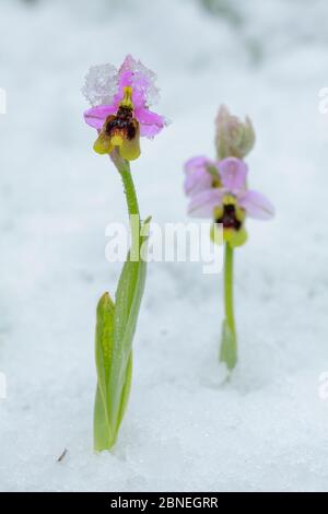 Orchidées de mouche à scie (Ophrys tenthredinifera) dans la neige, Parc naturel de la Sierra de Grazalema, sud de l'Espagne, avril. Banque D'Images