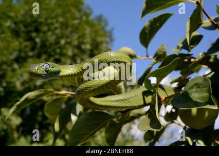 La couleuvre verte de rat (Boiga cyanoa) dans les branches, captives, se trouve en Asie du Sud-est. Espèces venimeuses. Banque D'Images