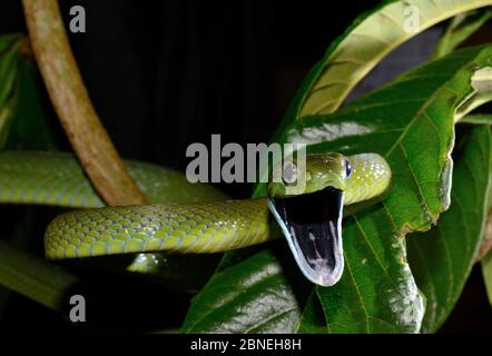 La couleuvre verte de rat (Boiga cyanoa) dans les branches, captives, se trouve en Asie du Sud-est. Espèces venimeuses. Banque D'Images