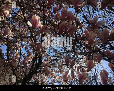 Image basse d'un magnifique arbre japonais sakura sous le lumière du soleil Banque D'Images