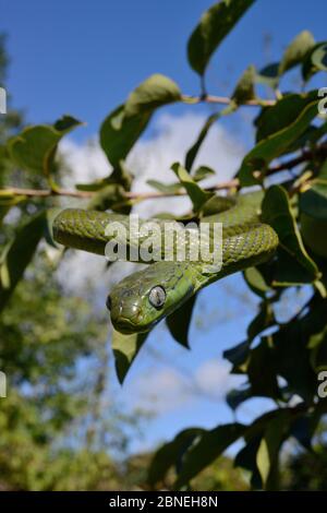 La couleuvre verte de rat (Boiga cyanoa) dans les branches, captives, se trouve en Asie du Sud-est. Espèces venimeuses. Banque D'Images