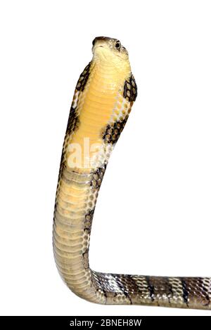 Cobra royal (Ophiophagus hannah) menace de juvéniles posent sur fond blanc, captive se produit en Asie du Sud. Les espèces venimeuses. Banque D'Images