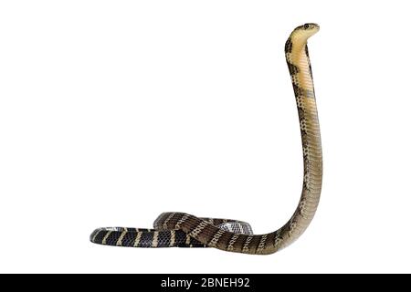 Cobra royal (Ophiophagus hannah) menace de juvéniles posent sur fond blanc, captive se produit en Asie du Sud. Les espèces venimeuses. Banque D'Images