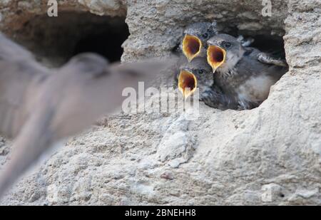 Sable martins (Riparia riparia) poussins appelant, mendiant pour la nourriture, dans le nid, Norvège, juillet. Banque D'Images