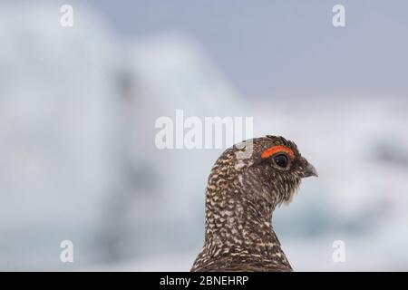 Gros plan du lagopède de saule (Lagopus lagopus), Jokulsarlon, Islande, juin. Banque D'Images