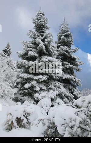 Sapin espagnol (Abies pinsapo) recouvert de neige, Parc naturel de la Sierra de Grazalema, sud de l'Espagne, novembre. Banque D'Images