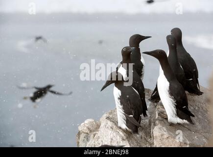 Guillemots (Uria aalge) dans la neige sur la falaise au-dessus de la côte, Hornøya Finnmark, Norvège Mars Banque D'Images