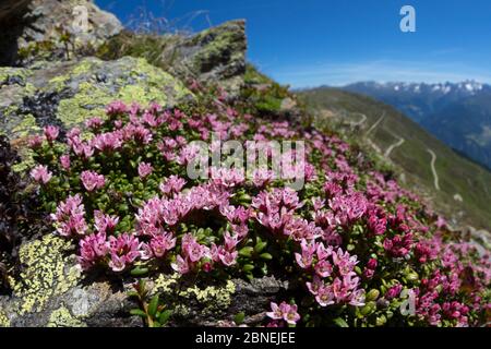 En fuite / montagne Azalea (Kalmia procumbens) en fleur sur le flanc de la montagne. Nordtirol, Alpes autrichiennes, 2500 mètres. Juin. Banque D'Images