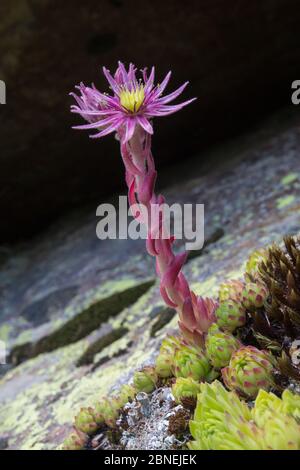 Montagne Houseleek (Sempervivum montanum) qui pousse parmi les roches sur une pente de cries. Nordtirol, Alpes autrichiennes, juillet. Banque D'Images