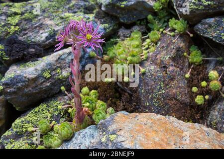 Montagne Houseleek (Sempervivum montanum) qui pousse parmi les roches sur une pente de cries. Nordtirol, Alpes autrichiennes, juillet. Banque D'Images