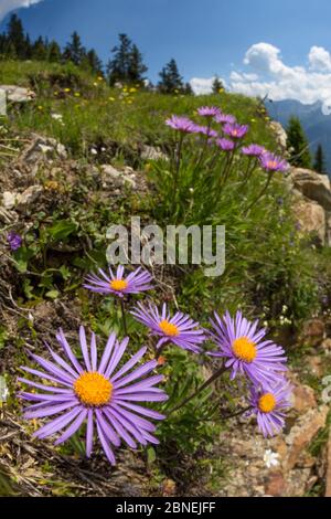 Aster alpin (Aster alpinus), vue grand angle pour montrer l'habitat sec des prairies. Nordtirol, Alpes autrichiennes. Juillet. Banque D'Images