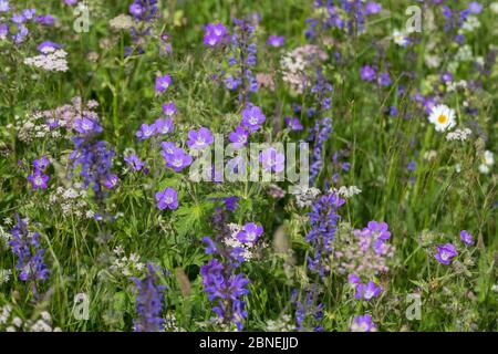 Le bois de Cranesbill (Geranium sylvaticum) pousse dans les prairies alpines. Nordtirol, Alpes autrichiennes. Juin. Banque D'Images