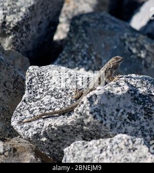 Lézard de clôture de l'ouest, soleil sur un rocher le long de la piste Alameda Creek, Union City, Californie Banque D'Images