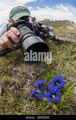 Photographe se concentrant sur une trompette / Stemless Gentian (Gentiana acaulis) Nordtirol, Alpes autrichiennes. Juin. Banque D'Images