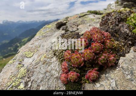 Houseleek Sempervivum montanum (montagne) de plus en plus parmi les roches des éboulis. Nordtirol, Alpes autrichiennes, juin. Banque D'Images